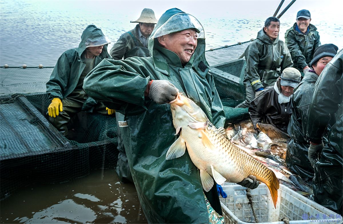 齐鲁 18615925059  收获 2020.4.11日济宁市兖州区煤矿塌陷地的养殖户喜获丰收.jpg