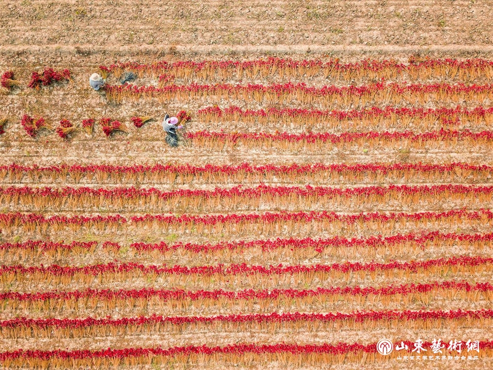 2-4《丰收节里画丰收》李保珠，菏泽市成武县张楼镇大力发展产业扶贫项目，全面推广“企业+专业合作社+农户”的扶贫增收模式，辣椒种植面积达到8千余亩，让当地贫困群众摘了“穷帽子”，鼓了“钱袋子”。.jpg